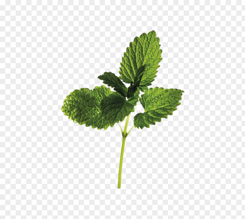The Role Of Herbs Lemon Balm Medicinal Plants Extract PNG