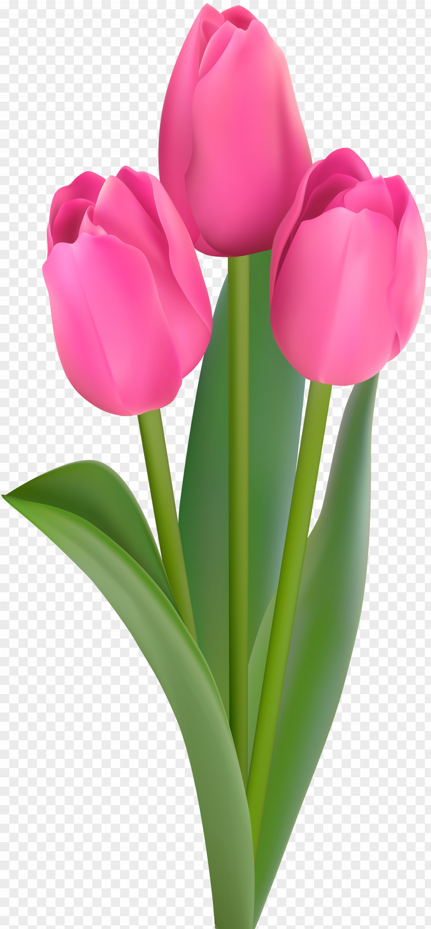 Tulips Tulip Clip Art PNG