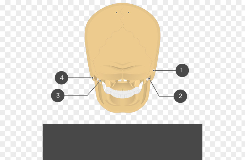 Design Bubble Lamp Clock Stylomastoid Foramen Temporal Bone PNG