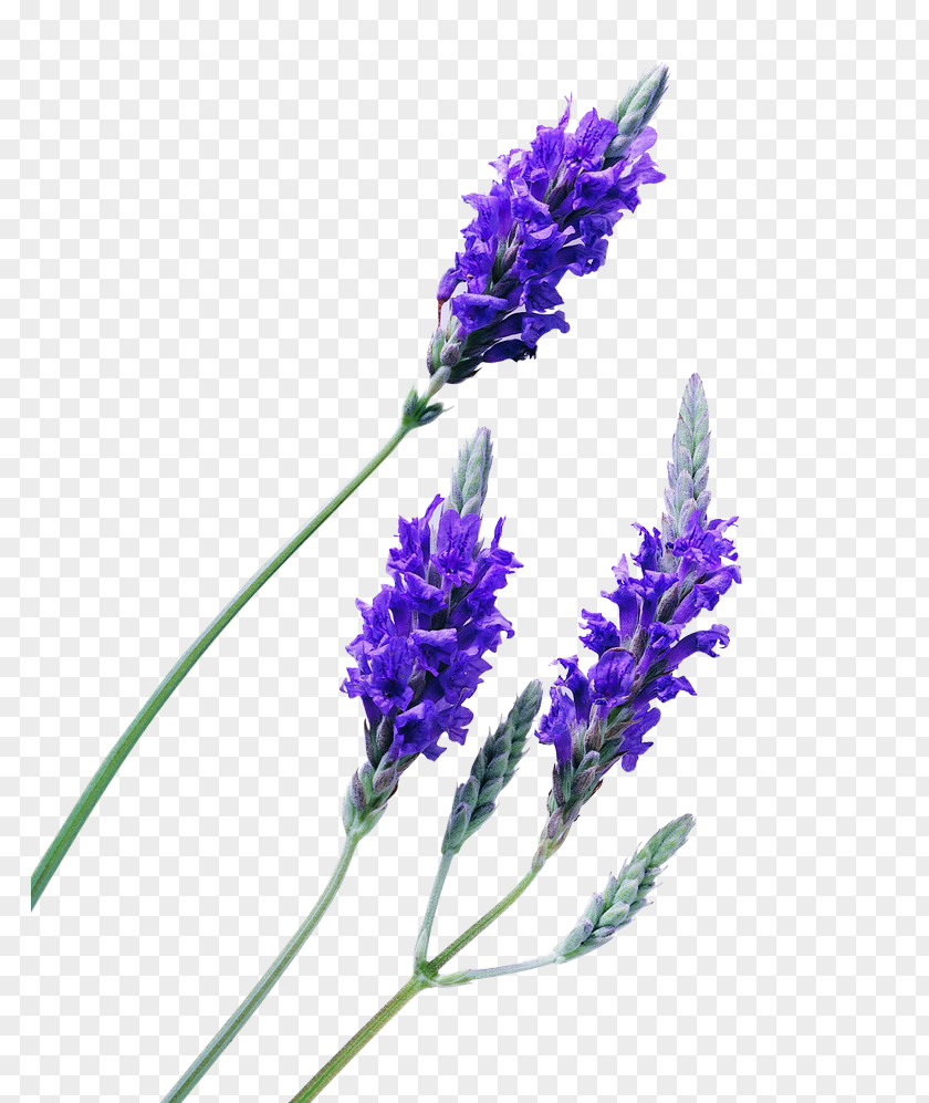 English Lavender Oil Essential PNG