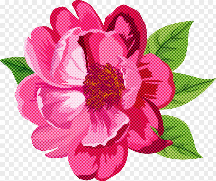 Flower Petal Pink Plant Peony PNG