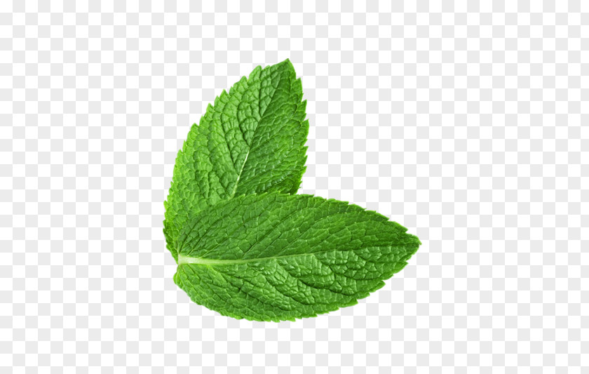 Mint PNG clipart PNG