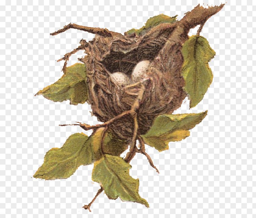 Thanksgiving Mother's Day Bird Nest Sparrow Clip Art PNG