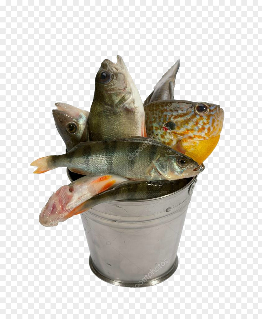 Yellow Perch Fishing Ceramic Flowerpot Tableware Artifact Fish PNG