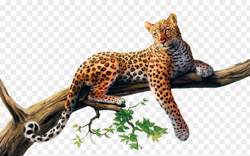 Leopard Cheetah Jaguar Felidae Cat PNG