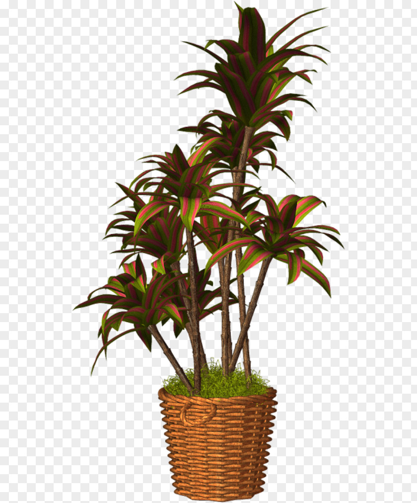 Plant Flowerpot Arecaceae Houseplant Clip Art PNG