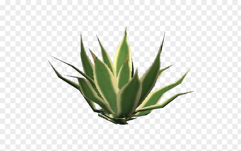 Succulent Aloe Vera Plant Centuryplant Arborescens Striata PNG