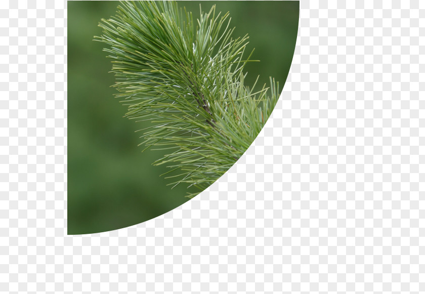 Alfalfa Pine Fir Evergreen Grasses Family PNG