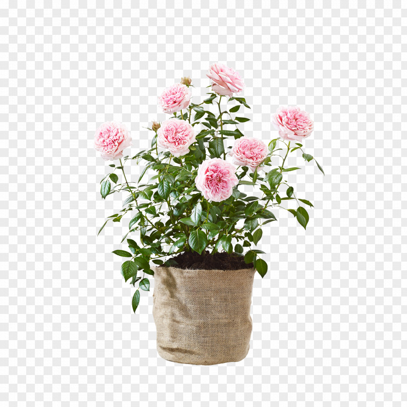 Flower Garden Roses Cabbage Rose Cut Flowers Bouquet Blume PNG