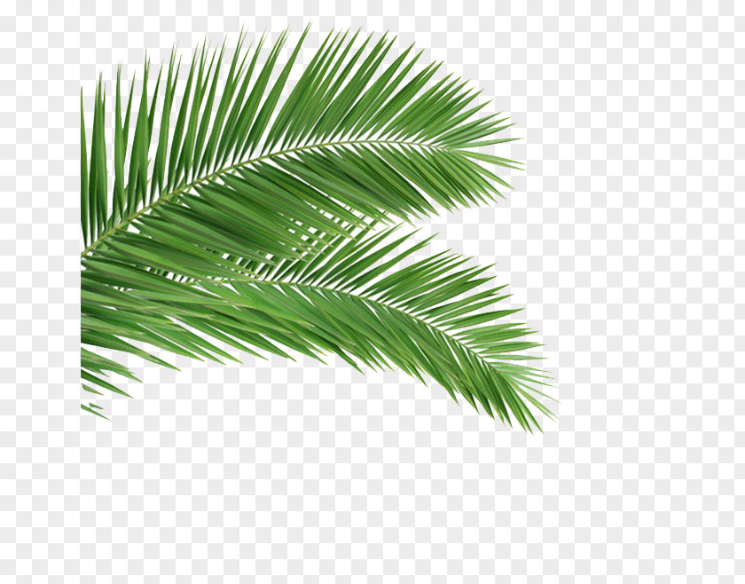 Palm Arecaceae Leaf Frond Coconut Tree PNG