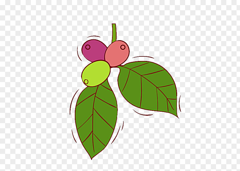 Dates Jujube Illustration PNG