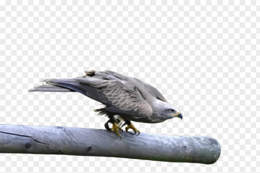 Falcon Hawk Bird Peregrine Of Prey Beak Eagle PNG