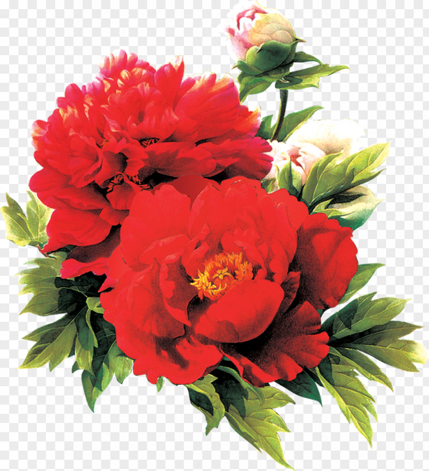 Hand-painted Poster Red Peony Flowers Moutan PNG