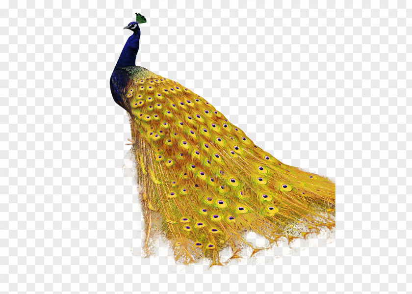 Peacock U9ce5u985e: U5b54u96c0 Peafowl Pavxe3o De Ouro PNG