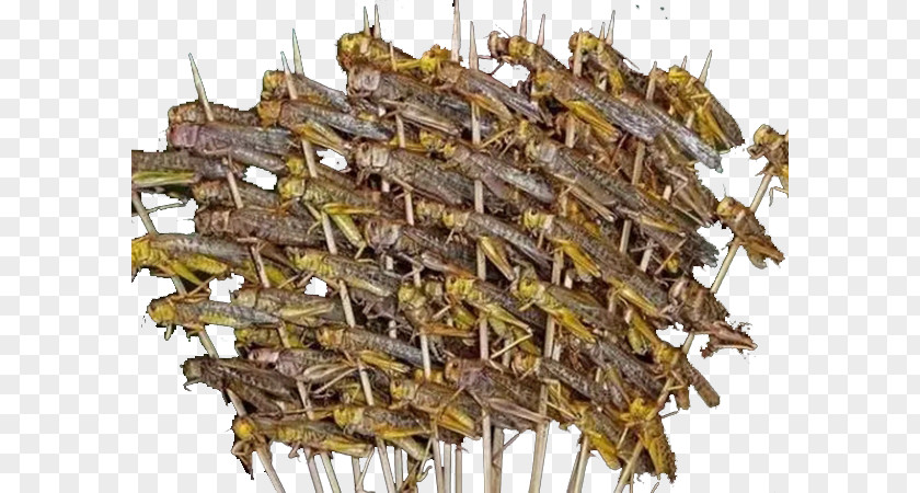 Roasted Grasshopper Chinese Cuisine Street Food Insect Eating PNG