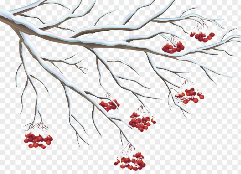 Snowy Holly Berries Clipart Common Clip Art PNG