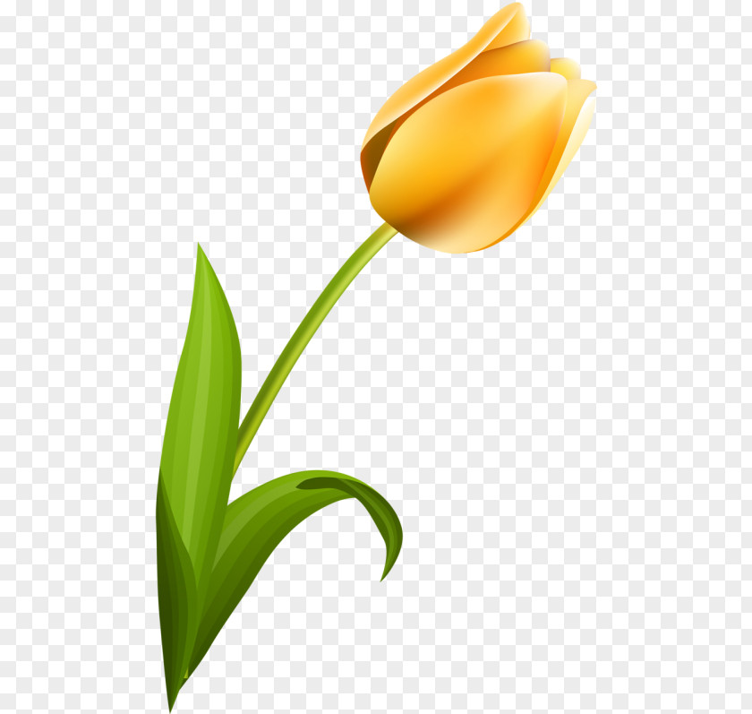 Tulip Petal Desktop Wallpaper Flower Plant Stem PNG
