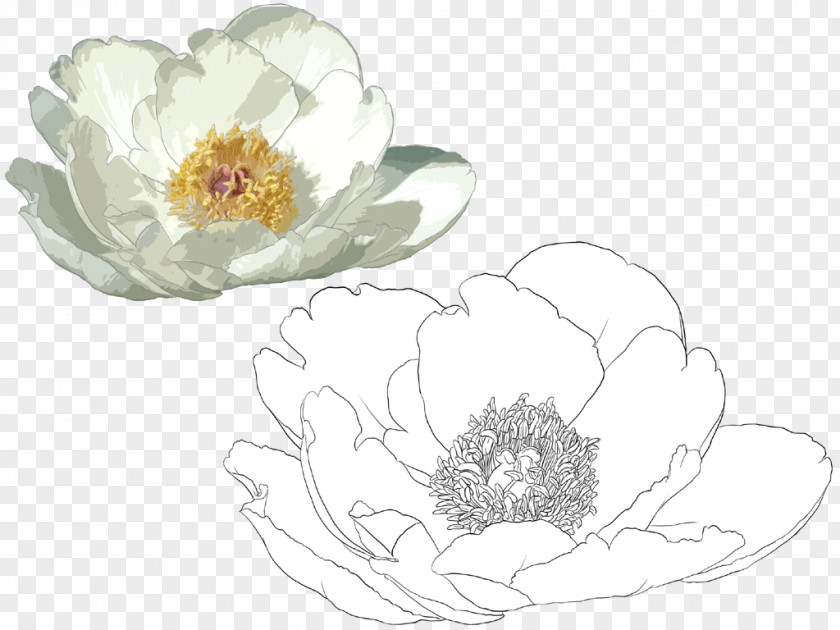 Hand-painted Lotus Nelumbo Nucifera Illustration PNG