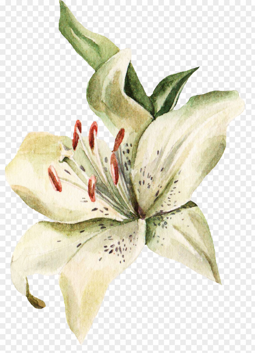Ink Painting The Lily In Full Bloom Lilium Visiting Card Flower Blume PNG