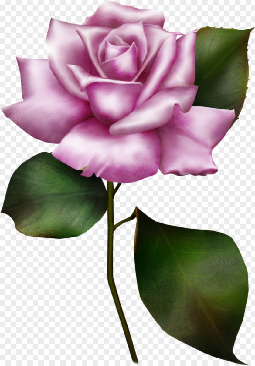 White Roses Wedding Invitation Flower Rose Clip Art PNG