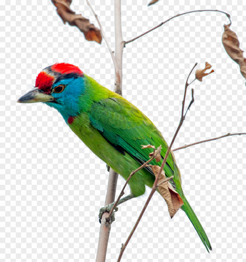 Feather Macaw Parakeet Beak Wing PNG