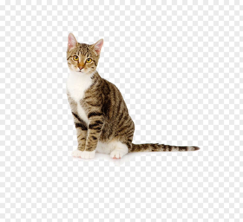 Kitten Bengal Cat Litter Trays Pet German Shepherd PNG