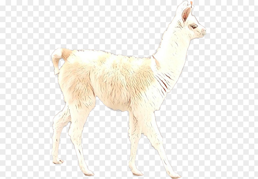 Llama Alpaca Guanaco Fur Terrestrial Animal PNG
