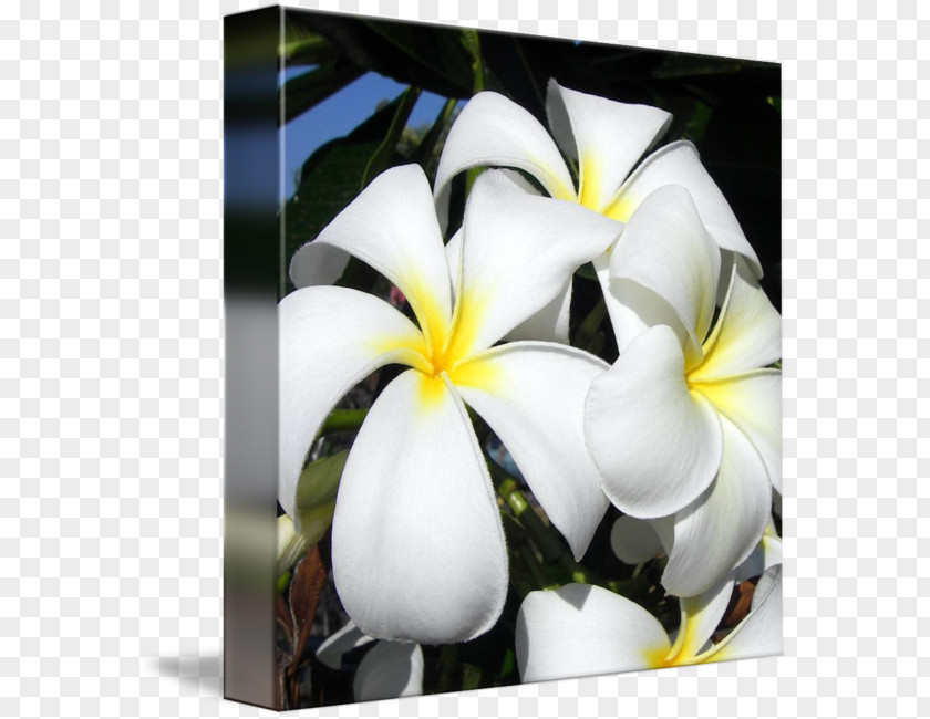 Plumeria Flower Floral Design Floristry Gallery Wrap PNG