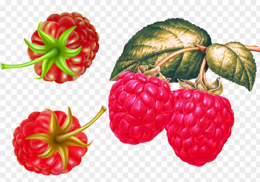 Plump Raspberries Material Red Raspberry Strawberry Fruit PNG