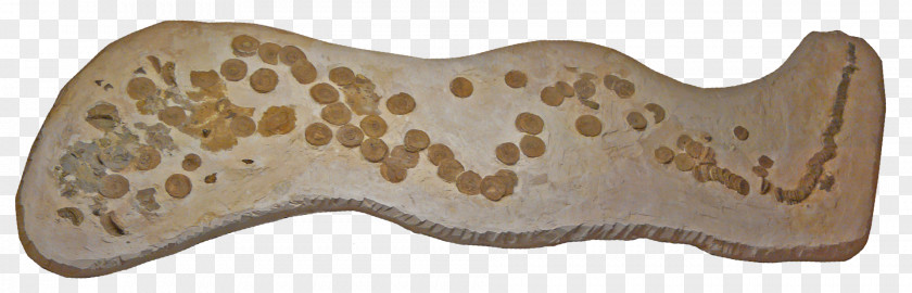 Shark Niobrara Formation Squalicorax Late Cretaceous Aletopelta PNG