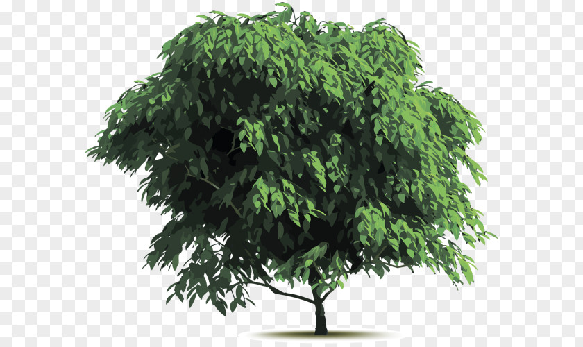Tree Trunk PNG