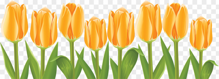 Tulip Decoration Flower Clip Art PNG