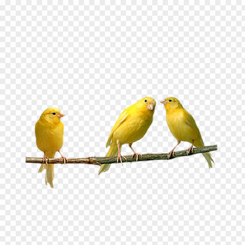 Birds Bird Domestic Canary Finch Parrot Budgerigar PNG