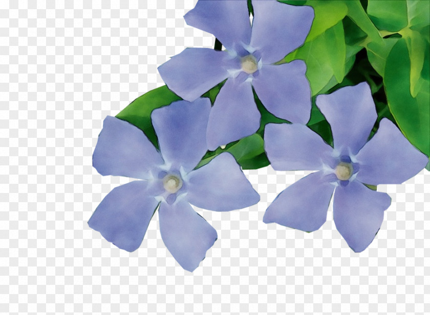 Borage Family Lobelia Flower Petal Blue Plant Periwinkle PNG