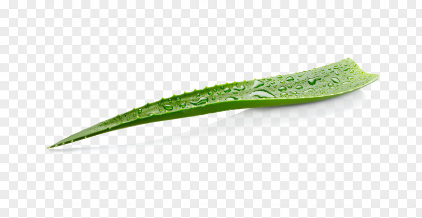 Confusion Aloe Vera Medicine Stock Photography Image PNG