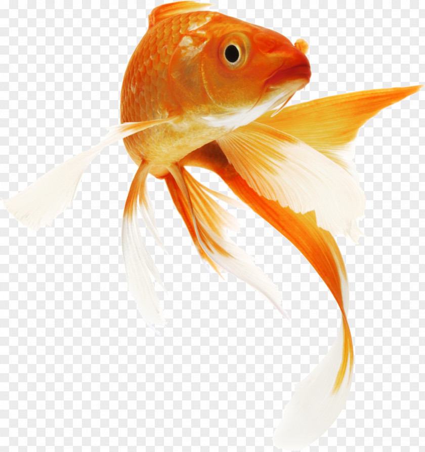 Fish Koi Goldfish Siamese Fighting Carp PNG