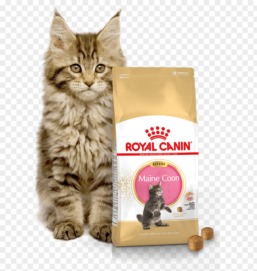 Kitten Royal Canin Feline Breed Nutrition Maine Coon Dry Cat Food German Shepherd PNG
