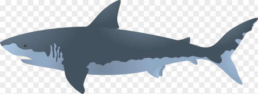 Pivot Animator Great White Shark Bull Clip Art PNG