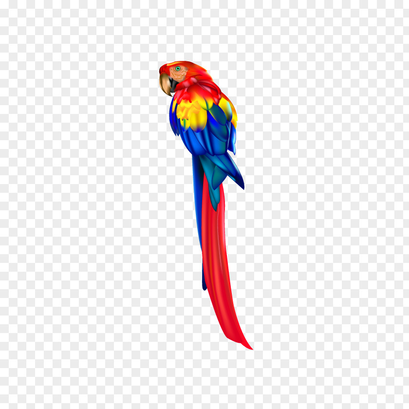 Vector Parrot Bird Macaw Clip Art PNG