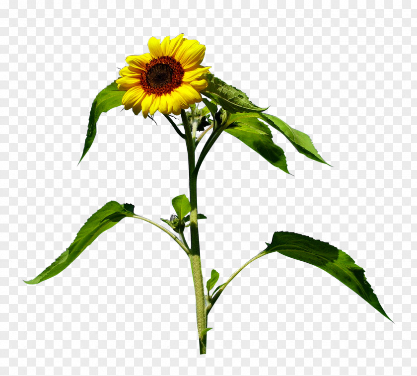 Yellow Flowers Common Sunflower Clip Art PNG