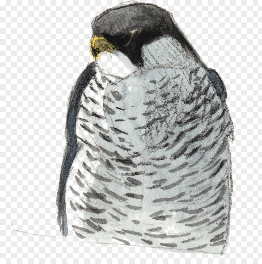 Bird Beak Of Prey PNG