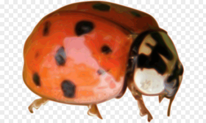 Ladybug Beetle Ladybird Microsoft Office Clip Art PNG