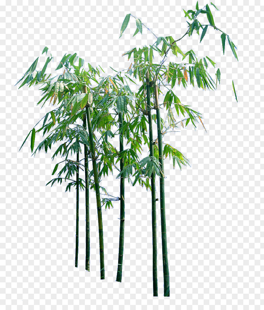 Creative Cartoon Bamboo Trees PNG