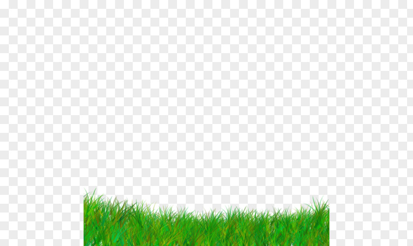 Field Fodder Green Grass Background PNG