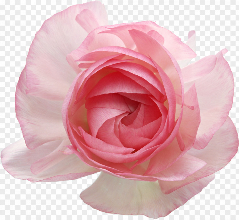 Flower Still Life: Pink Roses Garden Clip Art PNG