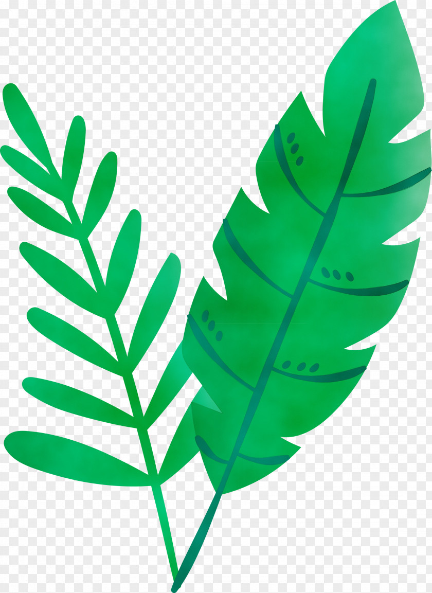 Leaf Plant Stem Plants Science Structure PNG