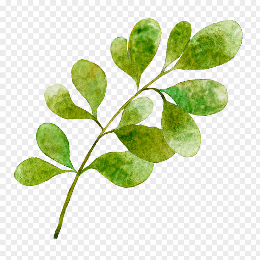 Leaf Plant Stem Tree Herb Branching PNG