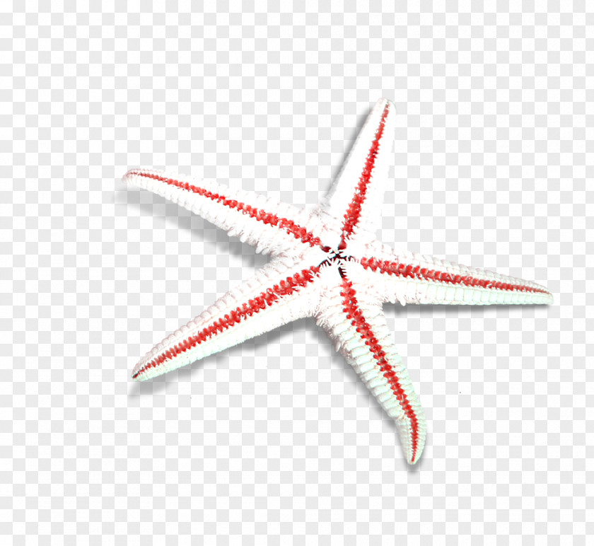 Starfish Sea Beach PNG