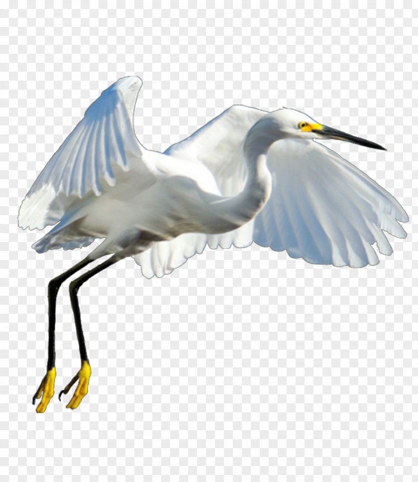 Bird Great Egret Heron Crane PNG