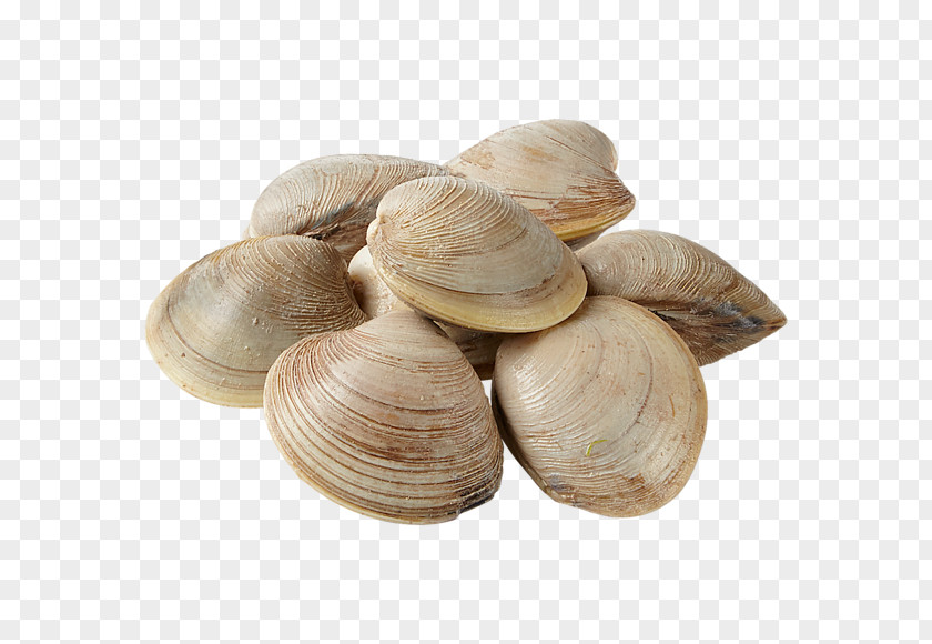 Cockle Mussel Clam Oyster Veneroida PNG